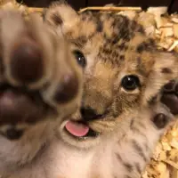 Nala