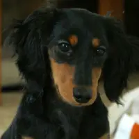 Heloisa Naumann dos Santos