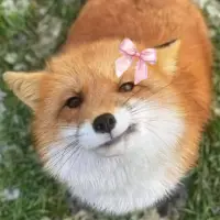 raposinha fofa