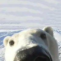ρσℓαя