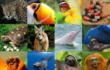 Que animal você é?