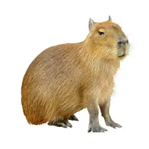 Capivara