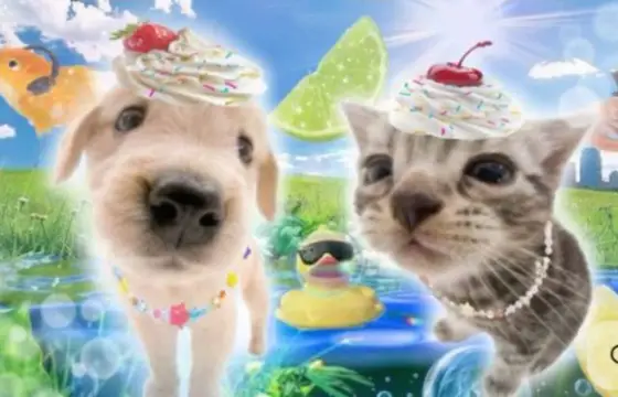 Gato ou Cachorro ?? :b