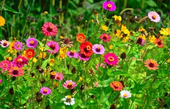 Sabes tudo sobre flores?