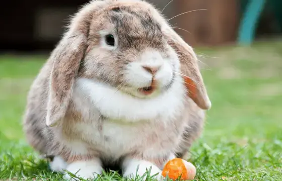 14. COMO ESCREVEMOS ESSE ANIMAL EM INGLÊS?