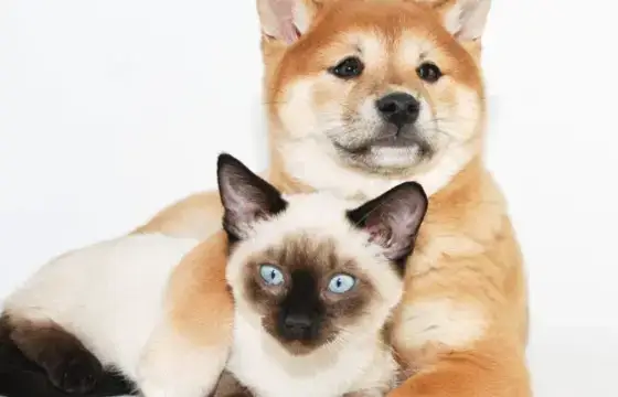 13. QUAL O NOME DESSES ANIMAIS EM INGLÊS?