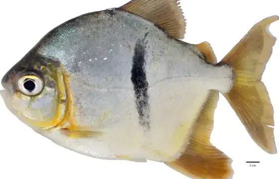 5. QUAL O NOME DESSE ANIMAL EM INGLÊS?