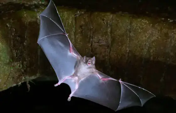 11. QUAL O NOME DESSE ANIMAL EM INGLÊS?