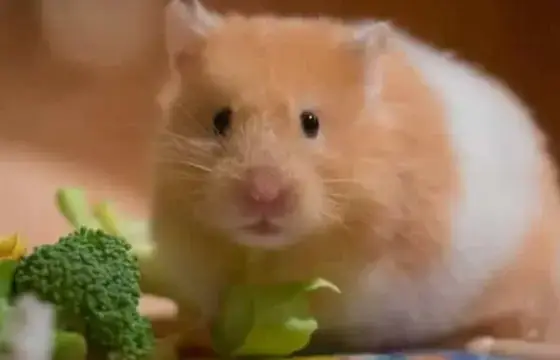 16. COMO FALAMOS HAMSTER EM INGLÊS?