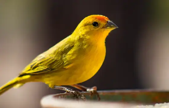 8. COMO É O NOME DE PÁSSARO EM INGLÊS?