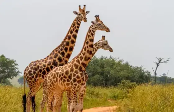 6. COMO FALAMOS O NOME DESSE ANIMAL EM INGLÊS?