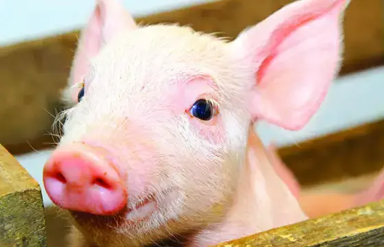 10. QUAL O NOME DESSE ANIMAL EM INGLÊS?