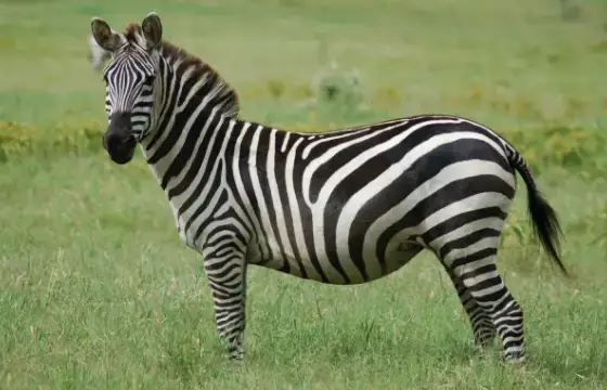 2. COMO FALAMOS ZEBRA EM INGLÊS?