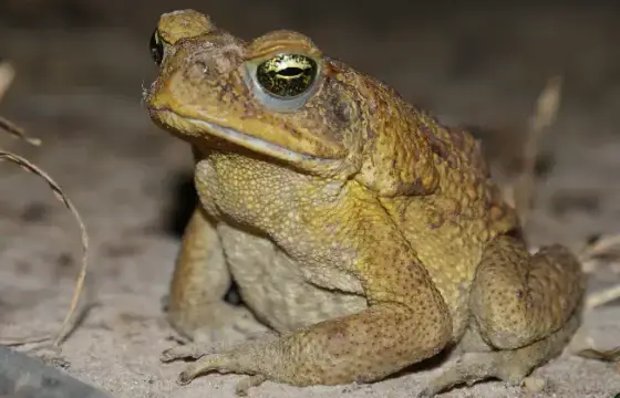 3. COMO É O NOME DESSE ANIMAL EM INGLÊS?