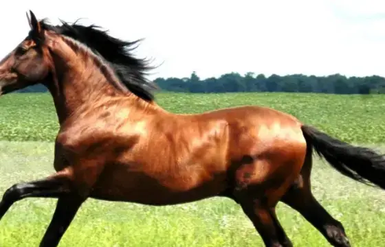 12. QUAL O NOME DESSE ANIMAL EM INGLÊS?