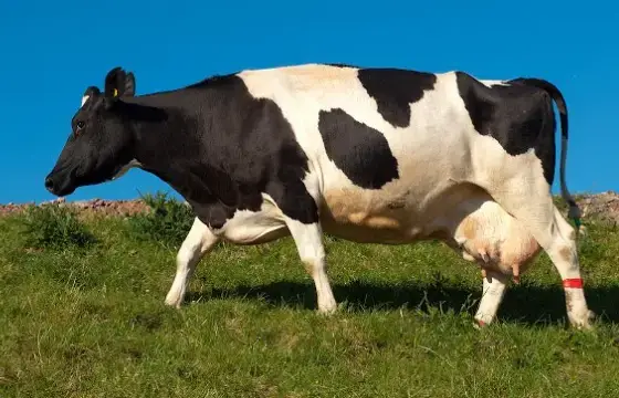 9. QUAL O NOME DESSE ANIMAL EM INGLÊS?