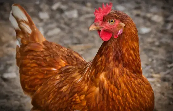 4. QUAL O NOME DESSE ANIMAL EM INGLÊS?