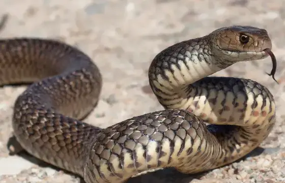 15. COMO SE FALA COBRA EM INGLÊS?