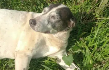 Qual é o melhor nome para você colocar no seu cachorrinho(a)?