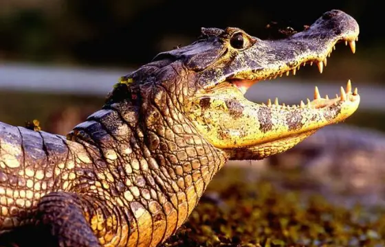 Qual animal é símbolo do Pantanal, a maior planície alagável do mundo?