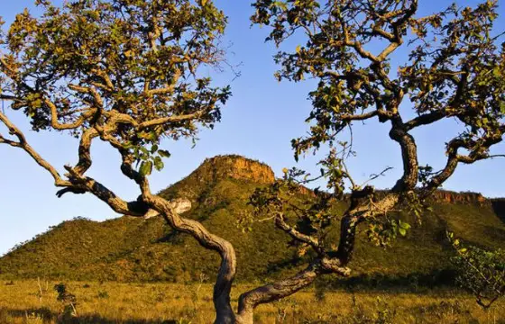 A palavra "Cerrado" vem de "cerrado = fechado, denso". Isso tem a ver com: