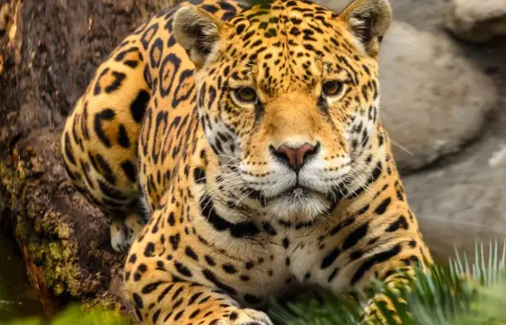 Como se fala "Onça-pintada" em inglês, o animal símbolo do Pantanal?