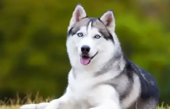 Husky Siberiano