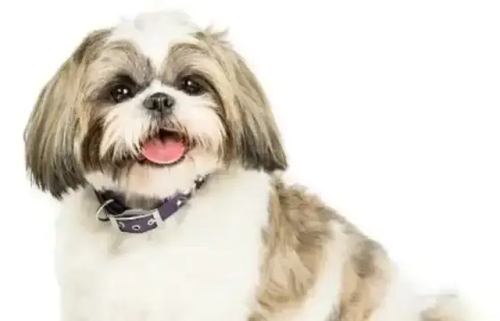 Shih Tzu