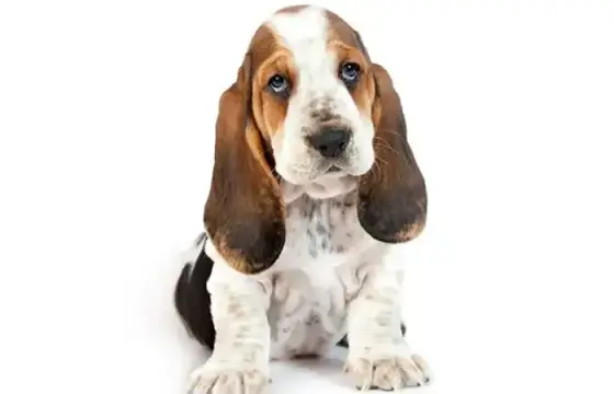 Basset Hound
