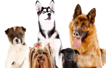 Qual raça de cachorro você seria?