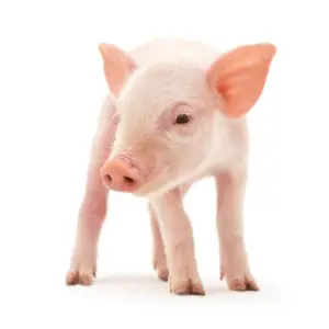 Porquinho