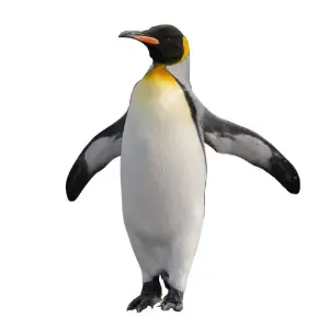 Pinguim