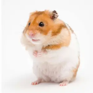 Hamster