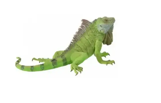 Iguana