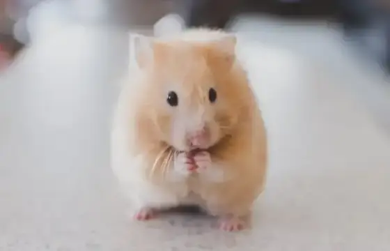 Hamster