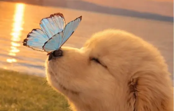 Seu animalzinho aprontou, o que aconteceu??