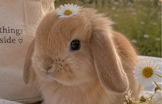 DIVA!