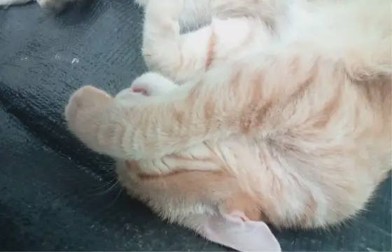 Você é um gato tumblr!!!