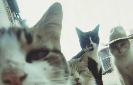 Você é um gatinho de rua!!!
