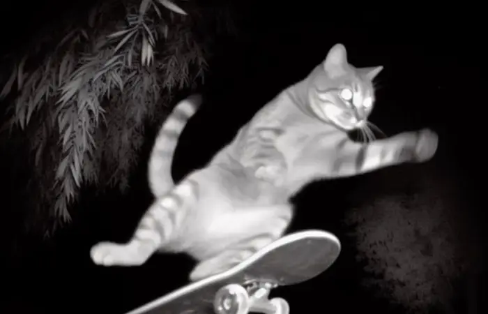 Descubra qual tipo de gato é você!!
