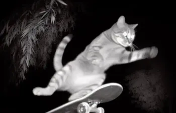 Descubra qual tipo de gato é você!!