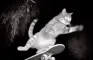 Descubra qual tipo de gato é você!!