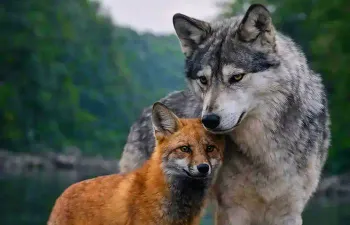Você entrou no Mundo dos Animais Parte 2