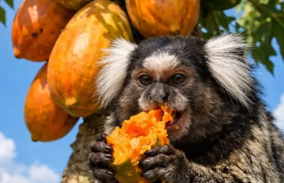 Quando você escapou, já estava anoitecendo. E sua barriga roncou de fome, e você comeu algumas frutas. Mas nelas tinham algo estranho, o que você fez?