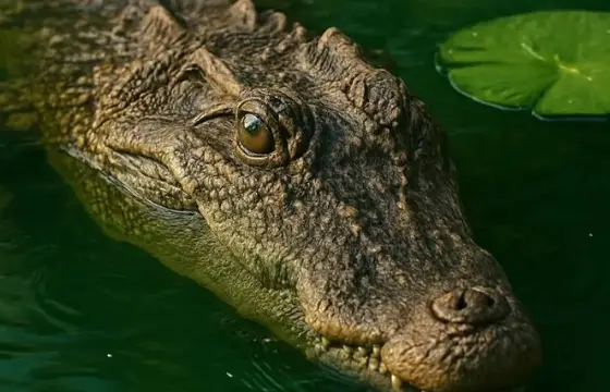 Era um crocodilo que tinha destruído a toca, seu amigo disse para você procurar por ele. Você estava com medo, mas decide ir. O que você faz?