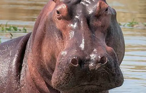 Você não estava achando o crocodilo, então vai tomar um banho no rio. Mas ele aparece e pega a sua cauda tentando te puxar para o fundo.