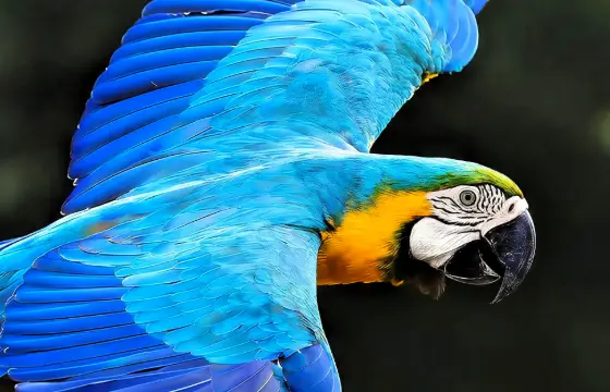 Depois que você virou comida de Arara, elas foram caçar outros animais. E você tinha uma chance para escapar, o que você faz?