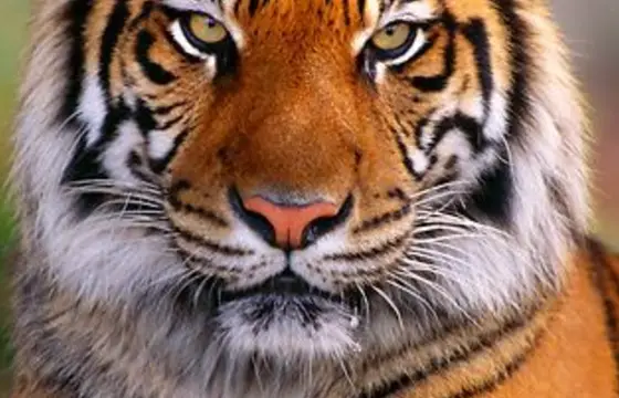Depois que a abelha buscou o remédio, você tomou ele e curou a alergia. Para comemorar, ela te levou em um festival da selva, você curte isso?