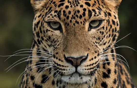 Você contou para os animais sobre isso. Eles resolvem fazer uma surpresa para você, por você ser tão corajoso. E você se emociona.