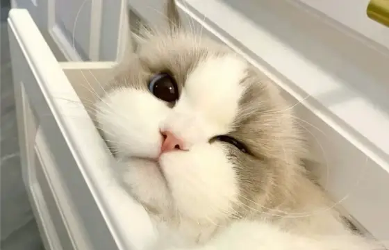 Qual é a sua cor favorita???